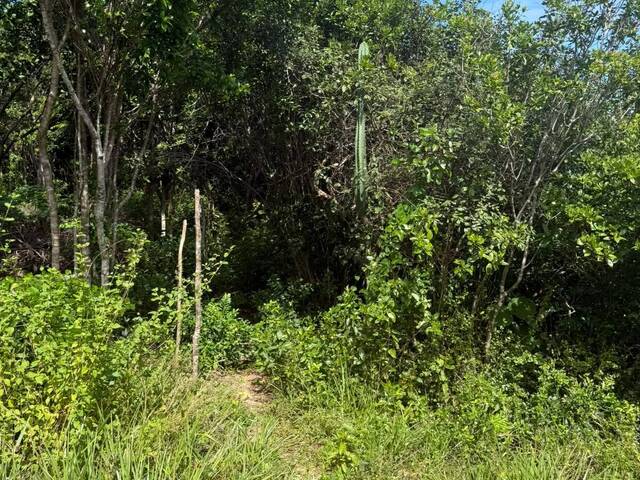 Land in Terreno à Venda na Praia da Pipa- Tibau do Sul/ RN