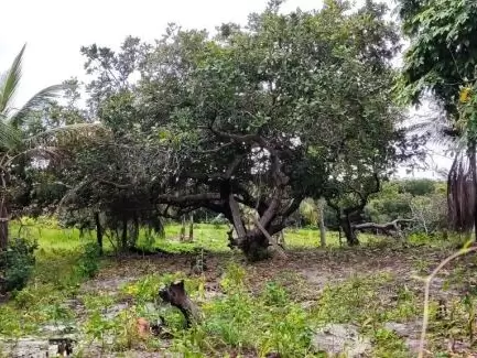 Land in Terreno para Venda na Praia da Pipa- Tibau do Sul / RN