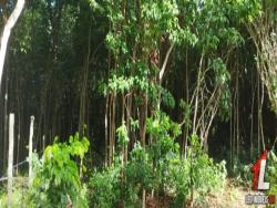Land in Terreno para Venda na Praia da Pipa- Tibau do Sul / RN