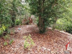 Land in Terreno para Venda na Praia da Pipa- Tibau do Sul / RN