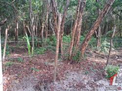 Land in Terreno para Venda na Praia da Pipa- Tibau do Sul / RN