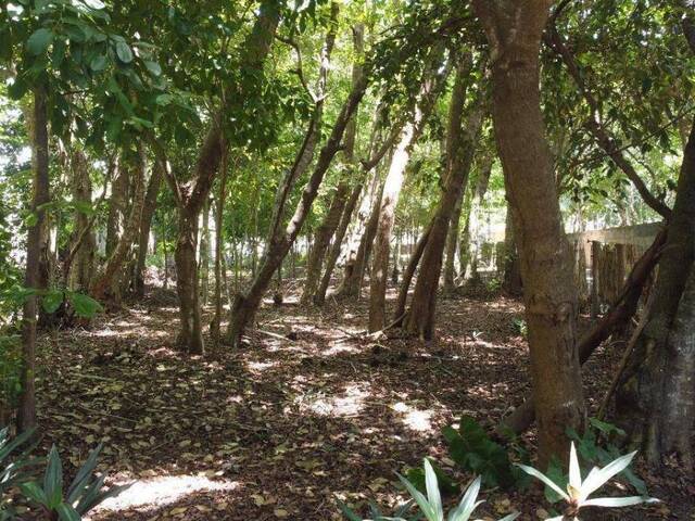 Land in Terreno para Venda na Praia da Pipa- Tibau do Sul / RN