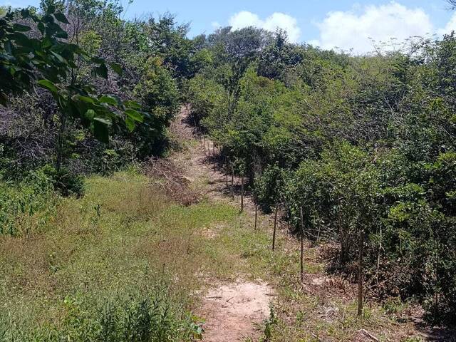 Land in Terreno à Venda na Praia da Pipa- Tibau do Sul/ RN